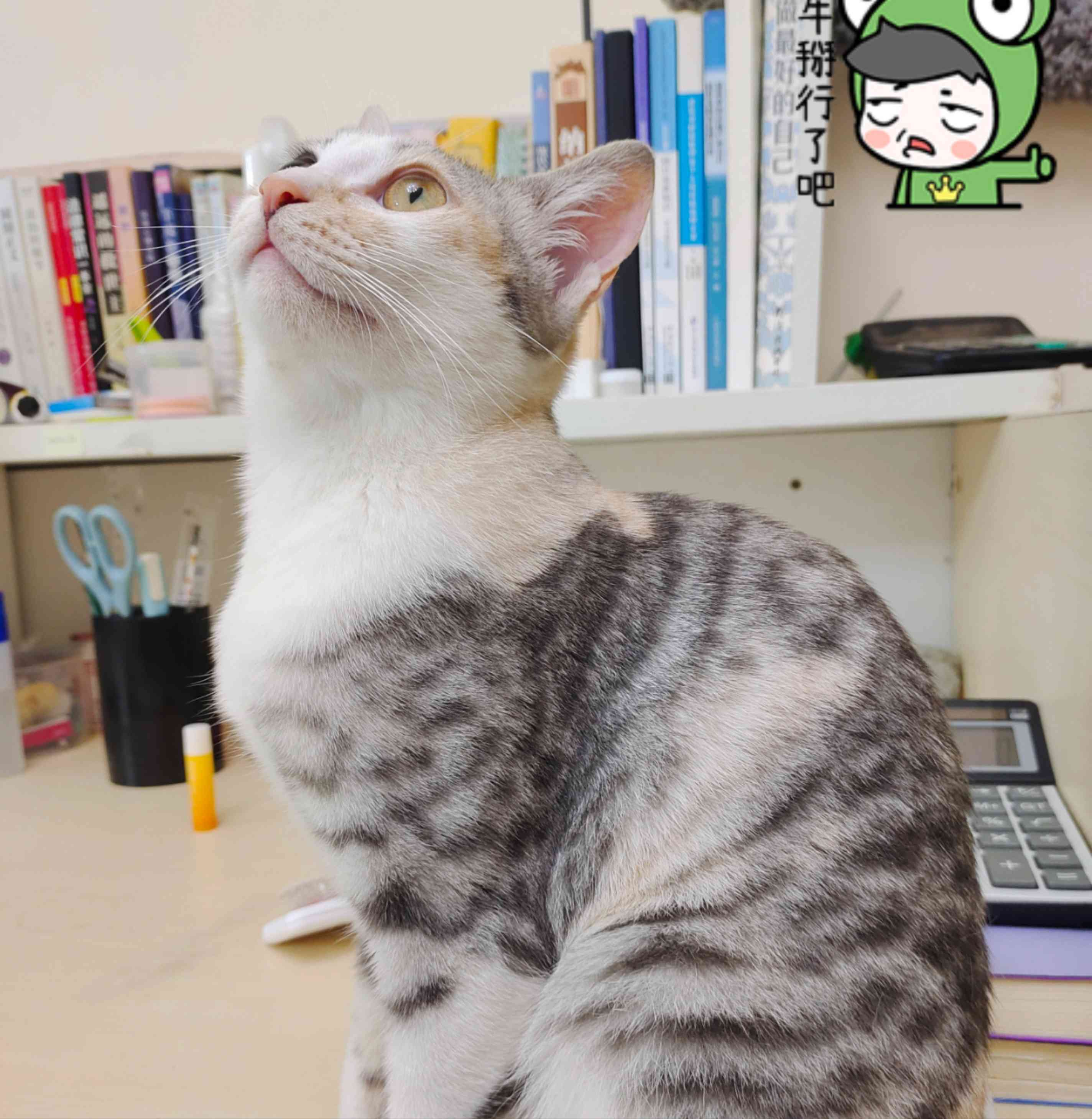 青黛